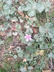 Malva sylvestris