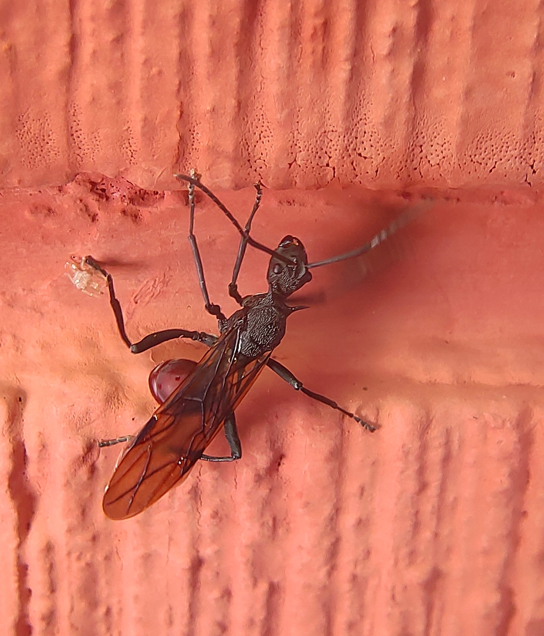 Polyrhachis armata defensa