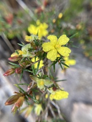 Hibbertia exutiacies