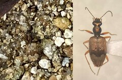 Lachnophorus elegantulus