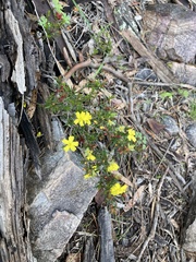 Hibbertia exutiacies
