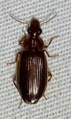 Plochionus timidus