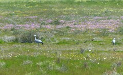 Anthropoides paradiseus