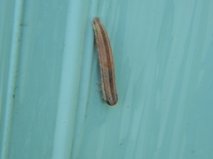 Tenthredopsis