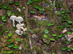 Favolaschia manipularis