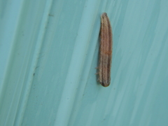 Tenthredopsis