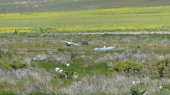 Anthropoides paradiseus