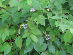 Cornus alba