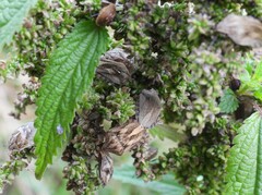 Eurygaster testudinaria