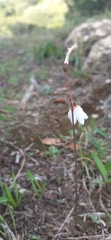 Acis autumnalis