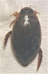 Thermonectus nigrofasciatus