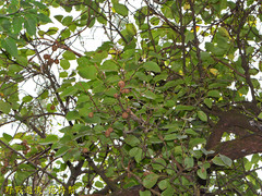 Actinidia rufa