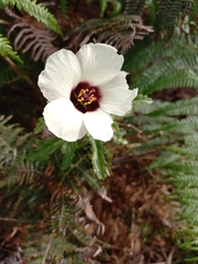 Hibiscus trionum