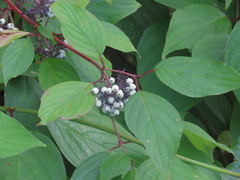Cornus alba