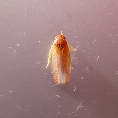 Gyponana