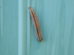 Tenthredopsis