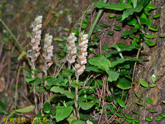 Goodyera foliosa