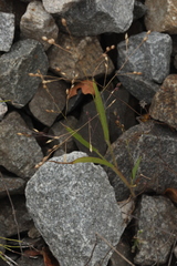 Panicum miliaceum ruderale