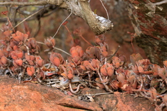 Crassula swaziensis