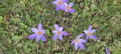 Crocus