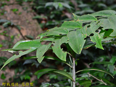 Polygonatum arisanense