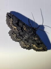 Melanodes anthracitaria