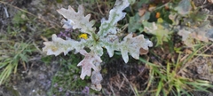 Erysiphe alphitoides