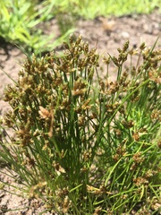 Isolepis cernua