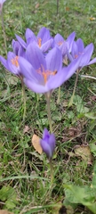Crocus