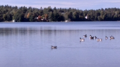 Branta leucopsis