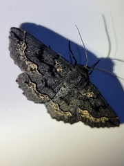 Melanodes anthracitaria