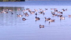 Branta leucopsis