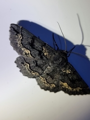 Melanodes anthracitaria