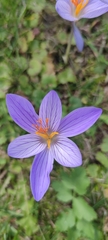 Crocus