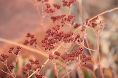 Crassula swaziensis