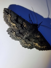 Melanodes anthracitaria