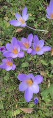 Crocus