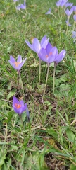 Crocus