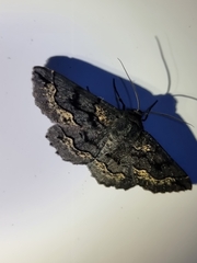 Melanodes anthracitaria