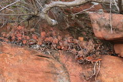 Crassula swaziensis