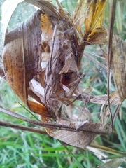 Cheiracanthium punctorium