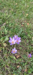 Crocus