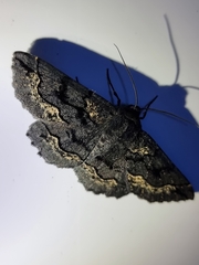 Melanodes anthracitaria