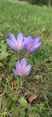Crocus