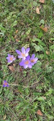 Crocus