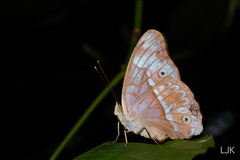 Eulaceura osteria