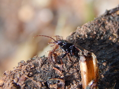 Nebria brevicollis