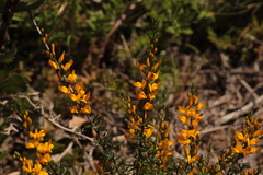 Genista triacanthos