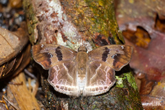 Odontoptilum angulata