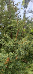 Taxus